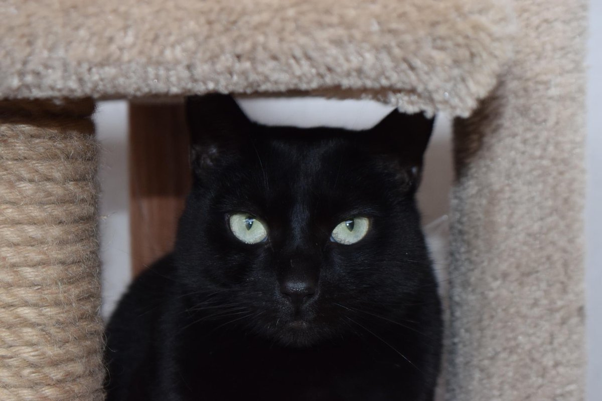 SAFE Team Rescue tweet media