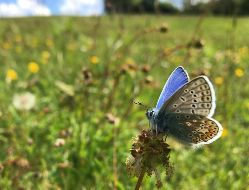 SmrsetOutdoorNT's tweet photo. We are looking for butterfly monitoring volunteers to help survey local populations on the Mendip Hills.

It’s a brilliant opportunity to expand your knowledge on both butterflies and other wildlife.

Find out more: https://t.co/DAMMWUUaLE

@BCSomerset

#NationalTrustSouthWest https://t.co/10YBp9tfiK