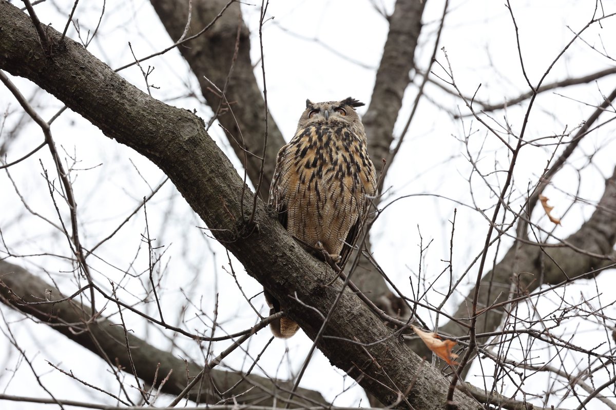 Flaco spotted in North Woods. #birdcpp ⁦<a href="/Above96th/">Above_96th</a>⁩