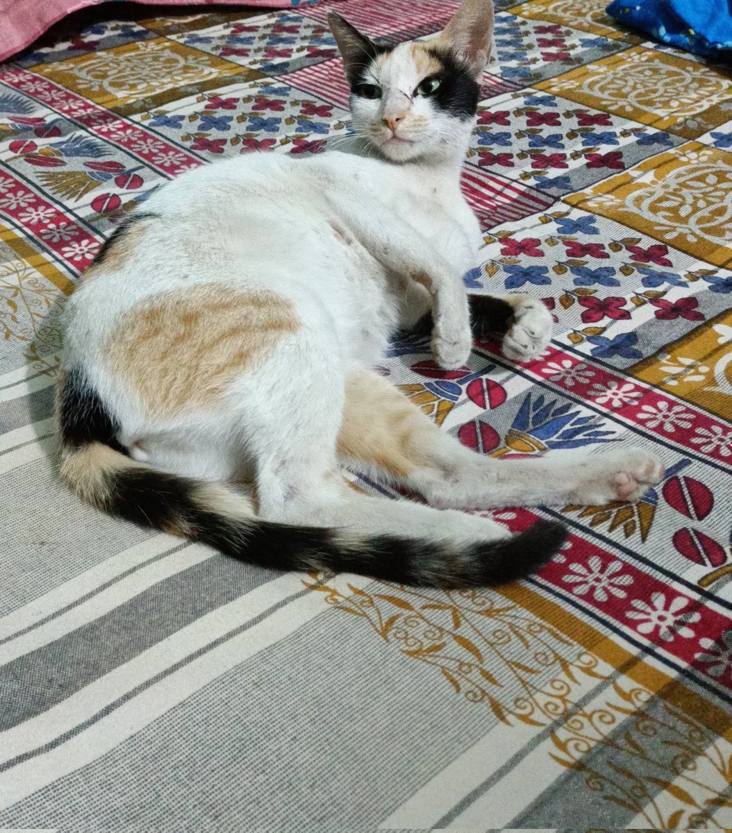 alpharay63's tweet photo. Time to Sleep 😴
Bye friends
#Pushu https://t.co/FIOkHrFTsQ