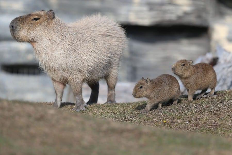 CAPYBARA_MAN's tweet photo. copy and paste https://t.co/3PnmxKi8WZ