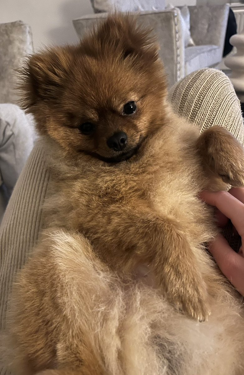 tonichadavis's tweet photo. 🤎🤎🤎 #PLTpetday https://t.co/xqYNtYIH9H