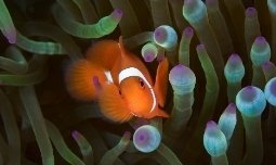 WWFJM_'s tweet photo. Under the sea is such a beautiful place however in the past few years it has gone really bad as people have started #polluting in the ocean so WWF is trying to get people to fish out all the #toxic waste. Make sure you #donate to WWF and volunteer if they want to #help further. https://t.co/Wloc11Pp8W