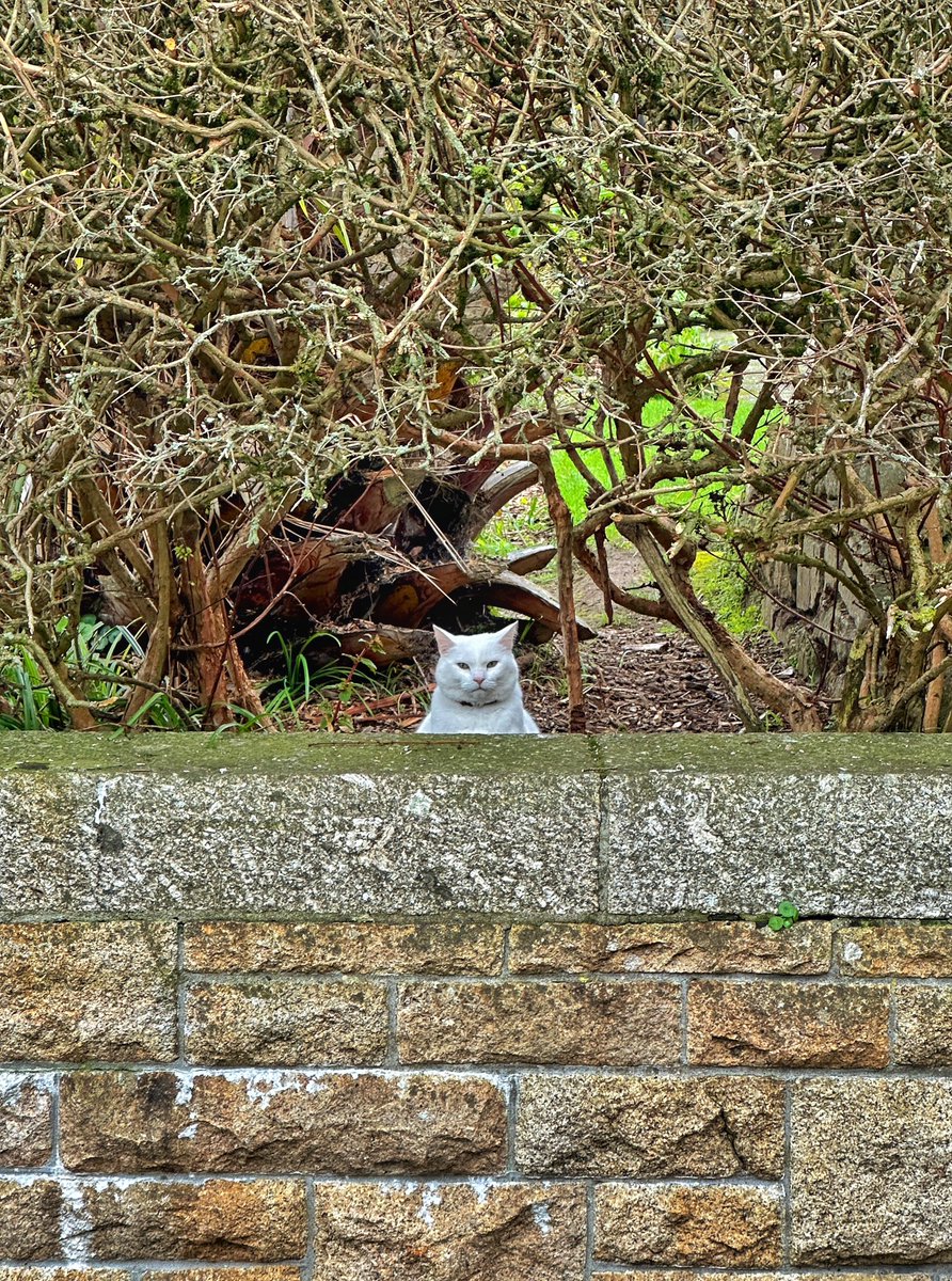 gemmak500's tweet photo. There is always a cat!
#cornwall #kernow #lovecornwall #uk #explorecornwall #cornishcoast #visitcornwall #capturingcornwall #stives #stivescornwall #stivesbay #cat #cornishcat #whitecat #garden #lovecats @beauty_cornwall https://t.co/cv4MZrfBWN