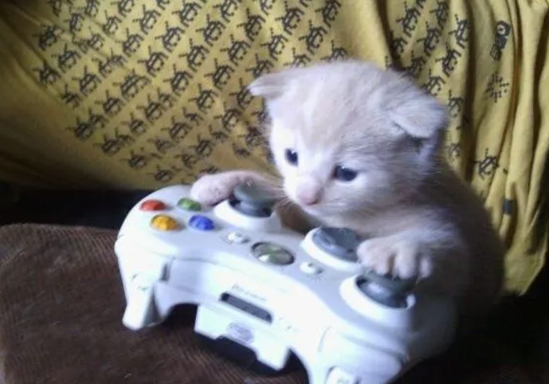guildesports's tweet photo. Happy International Pet's Day! https://t.co/Buu3Q8ws8j
