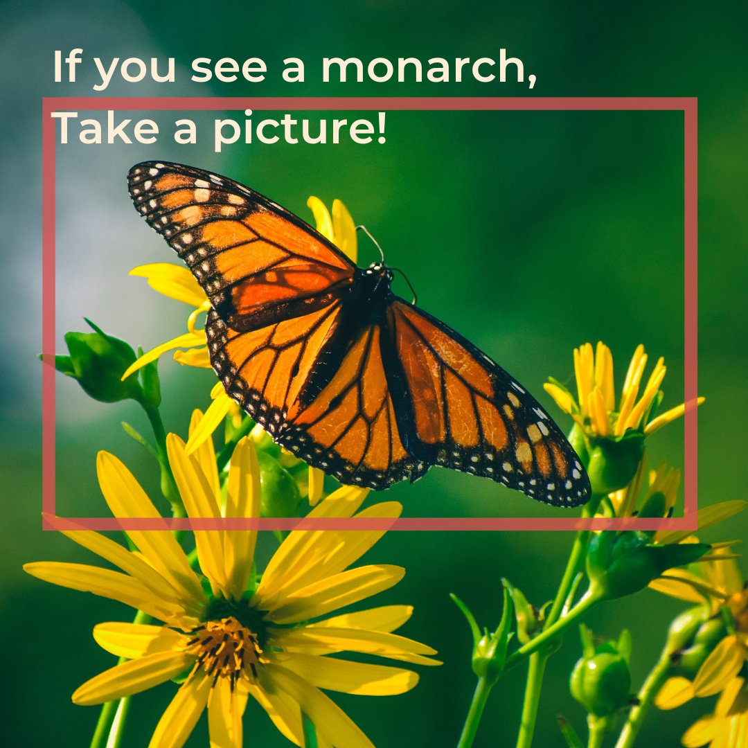 Western Monarch Mystery Challenge (@wmonarchmystery) / Posts / X