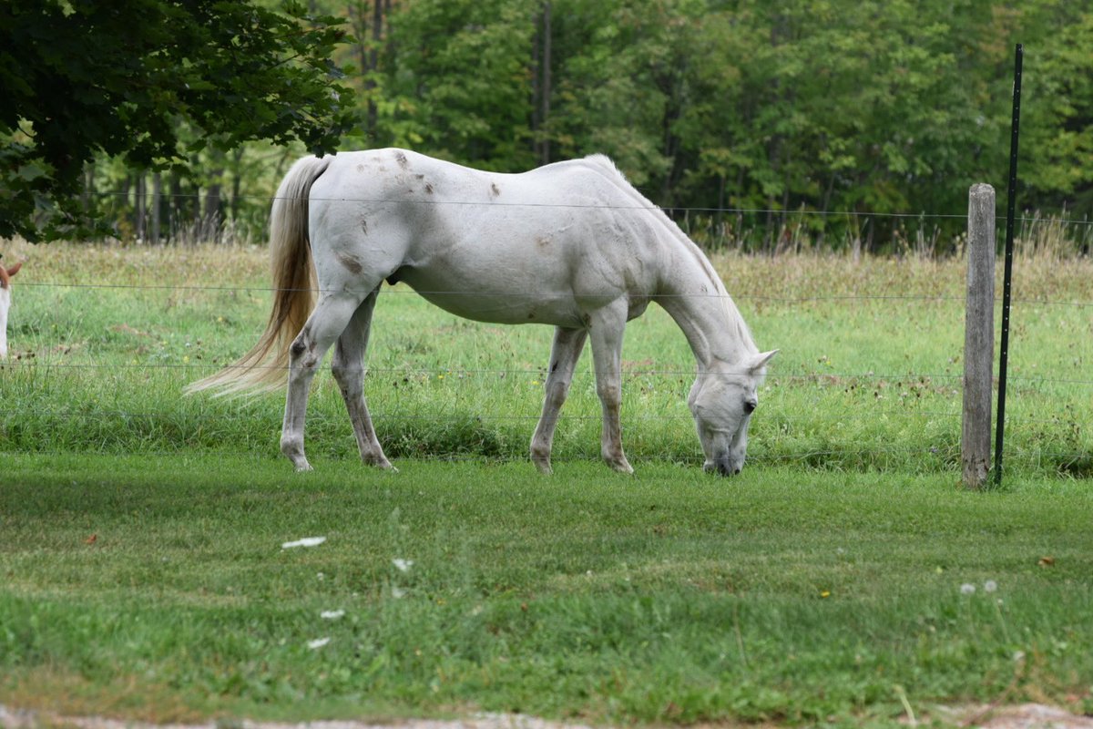 Lost our sweet boy this morning. We are away in Florida, so we didn’t even have a chance to say goodbye. He was such a gentle soul. We’re going to miss him.