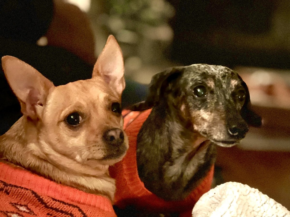 ReeseLaurie's tweet photo. @elfcosmetics Eliza and Bella ❤️❤️ https://t.co/cU0hzIUiGI