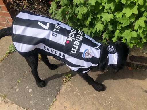 Arlo the football dog is all set for his trip to Wembley on the coach at the weekend. Who’s met him whilst he’s been on his travels? #topnufcfan #nufc #NUFC #NUFCFans