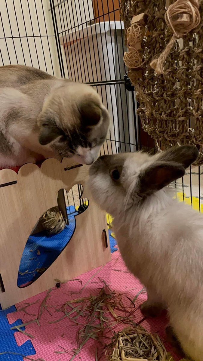 MistyUGC's tweet photo. @elfcosmetics Korra (dog), Azula (cat), and Ponyo (rabbit) 🤍 https://t.co/e9JgRgCeQK