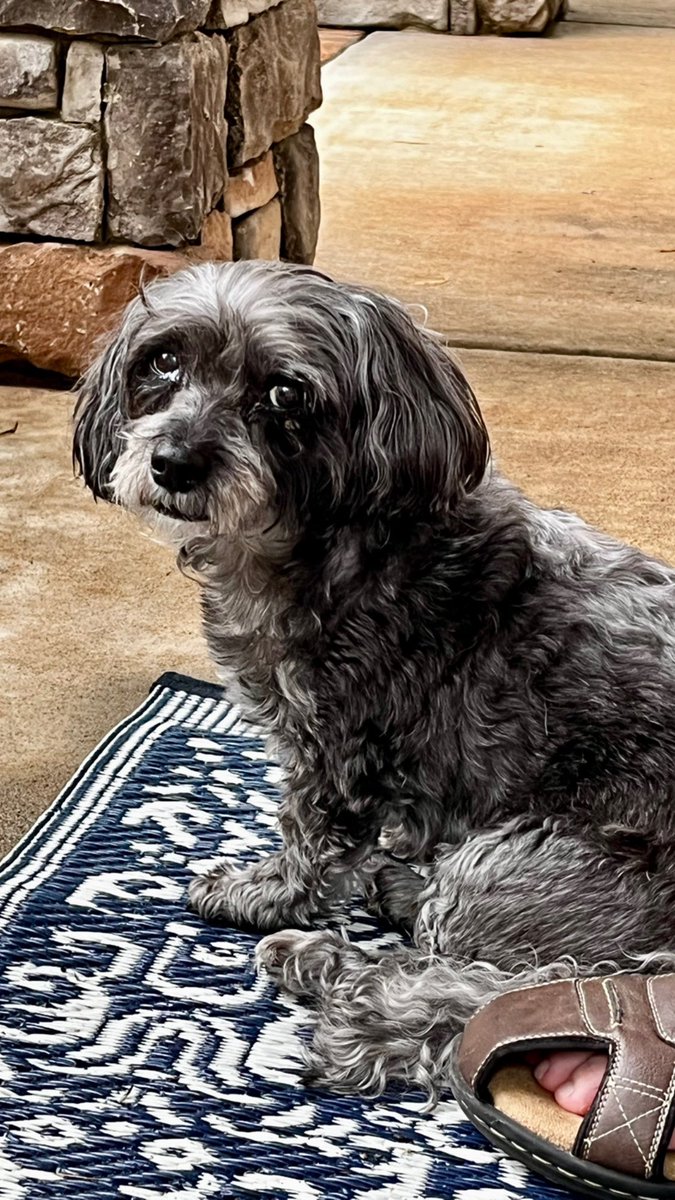 #nationalpetday 
<a href="/EmmyWoodson/">Emeilia Woodson</a>