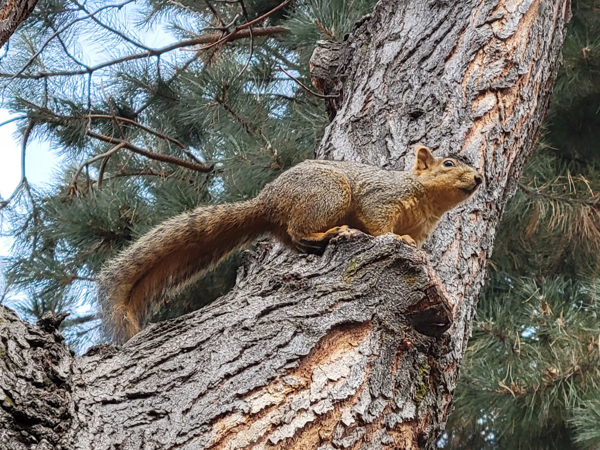 Squirrels Of Boise Idaho On Twitter A Disdainful Glance 