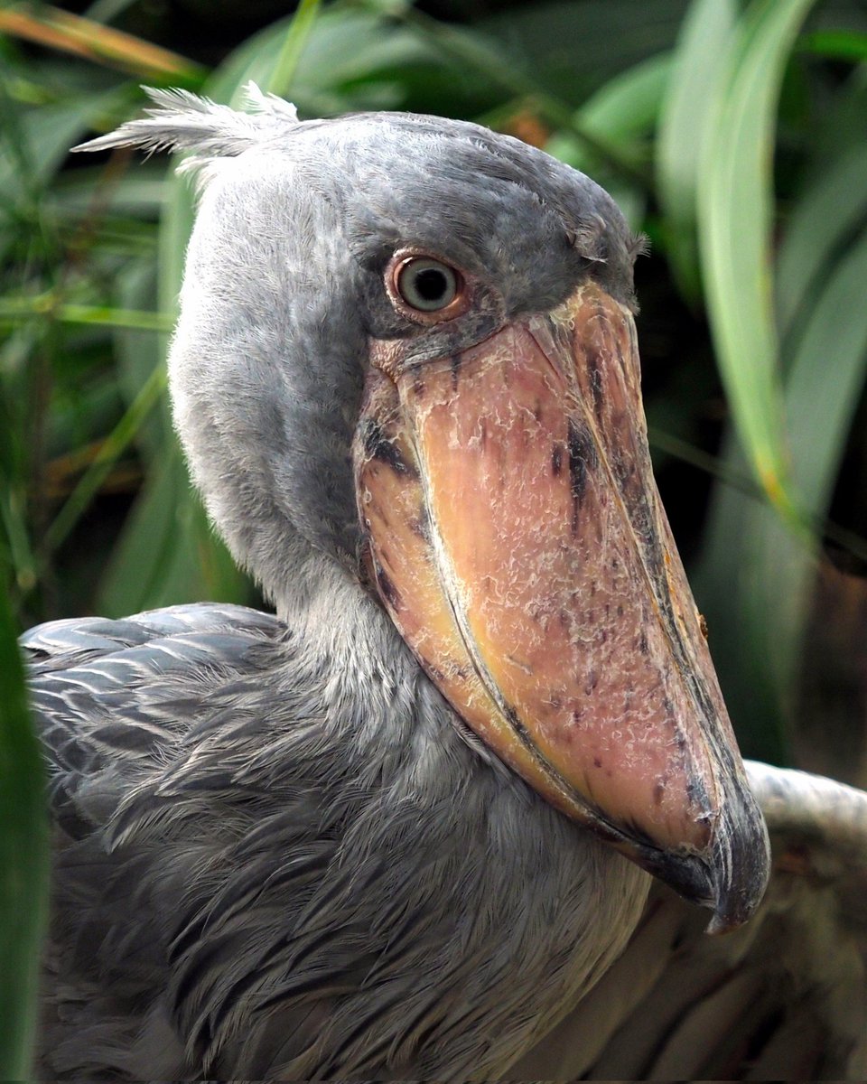 Ŝubekulo 🌍 #Africanbirds | #Esperanto #birdnomoj #birdoj