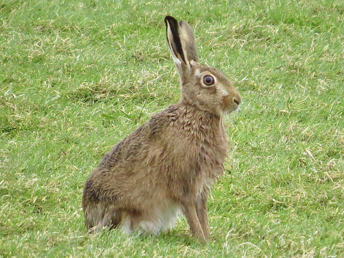 A great time of year to watch my favourite mammal and then inevitably thinking about my favourite film. I of course had to quote 'Here Hare Here'  #brownhare #withnailandI