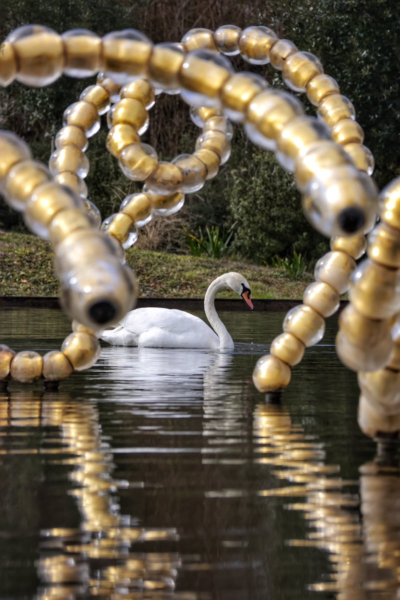 Il suffira d’un cygne 🦢🎵
Bosquet du Théâtre d’Eau, jardins du <a href="/CVersailles/">Château de Versailles</a> 🌿