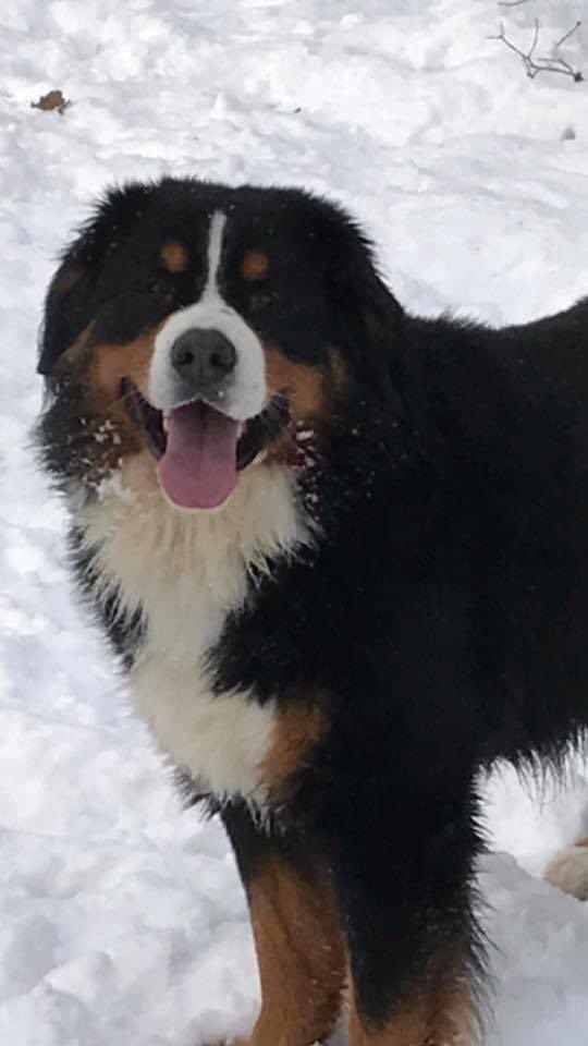 2years today since we lost you my boy. Seems like only last week 😢Sleep well Yogi x