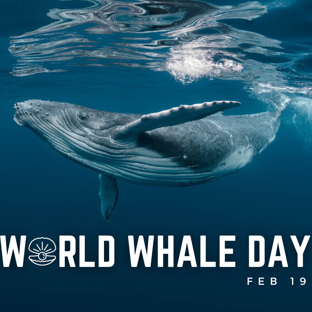HiddenPearlsPod's tweet photo. Always celebrating our giant water friends 🤍 BK’s Mindful Monday is all about embodying the whale spirit this week! https://t.co/JaqIfjJSv7