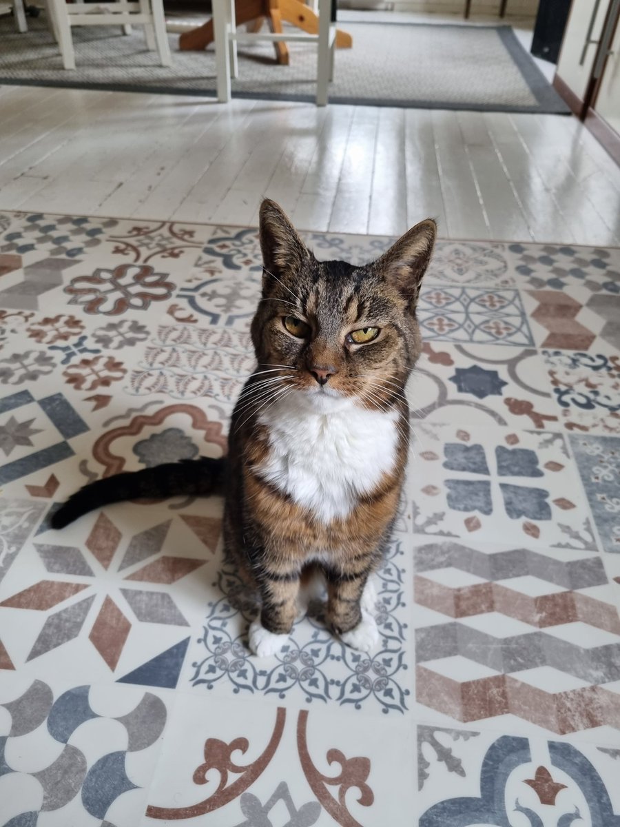 @gorillaprutt.bsky.social tweet media