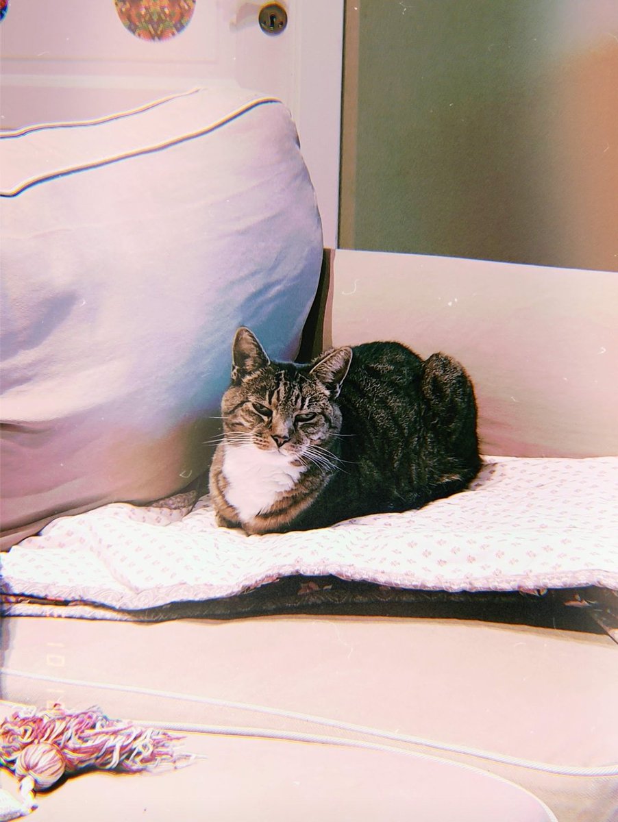 @gorillaprutt.bsky.social tweet media