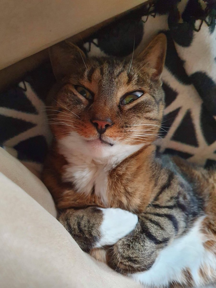 @gorillaprutt.bsky.social tweet media