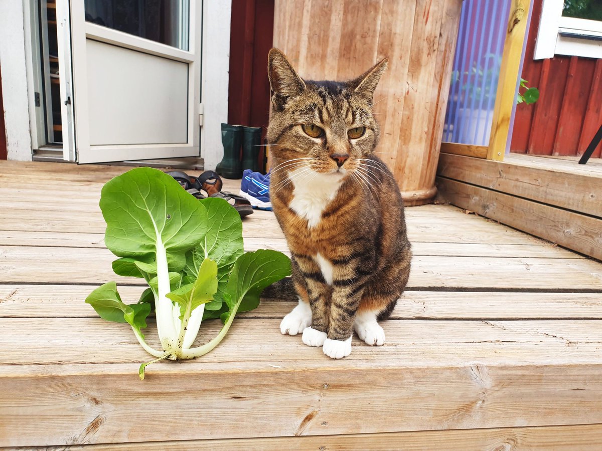 @gorillaprutt.bsky.social tweet media