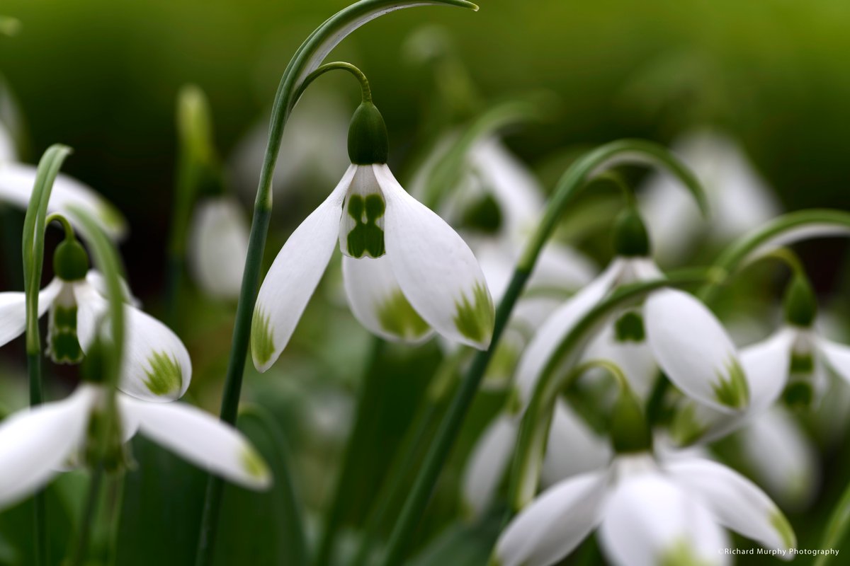 Yet more snowdrop images from Altamont's walled garden. Conditions were perfect for photography! How could I resist?

#galanthus #snowdrops #gardensofireland #gardeninspiration #spring #springgardening #galanthusnivalis #galantophile #snowdrop #snowdropseason