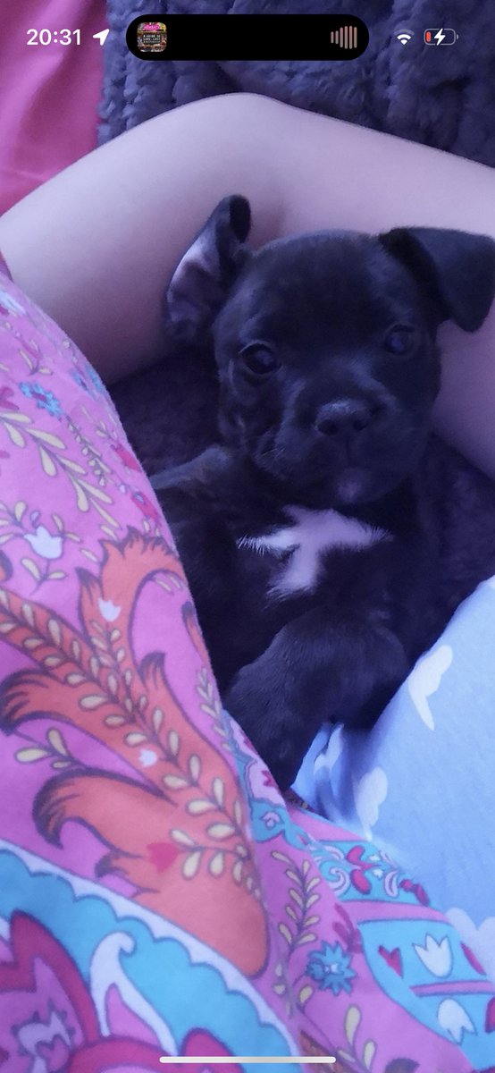 bethhowell_x's tweet photo. @OfficialPLT  #PLTpetday https://t.co/TnublnRfzH