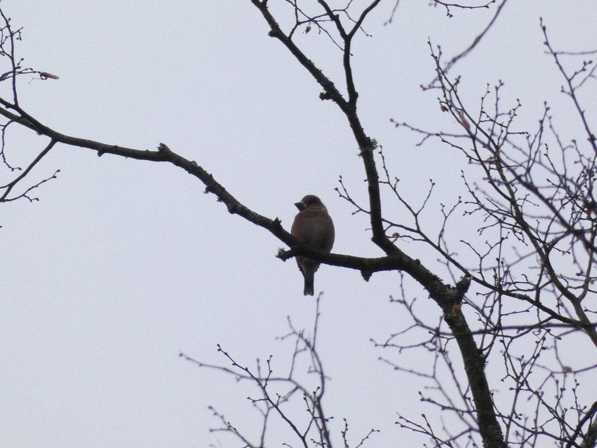 Matt Collis tweet media