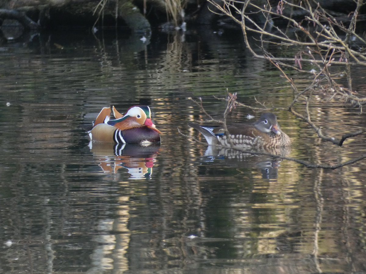 Matt Collis tweet media