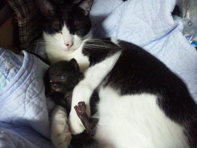 日付見たら8年前だ・・・(今は旅立った) #ハチワレは世界を救う協会 