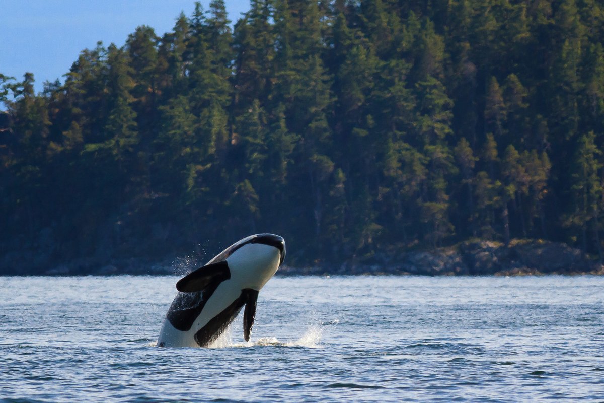 gm to everyone who missed #WorldWhaleDay yesterday! 💙🐳