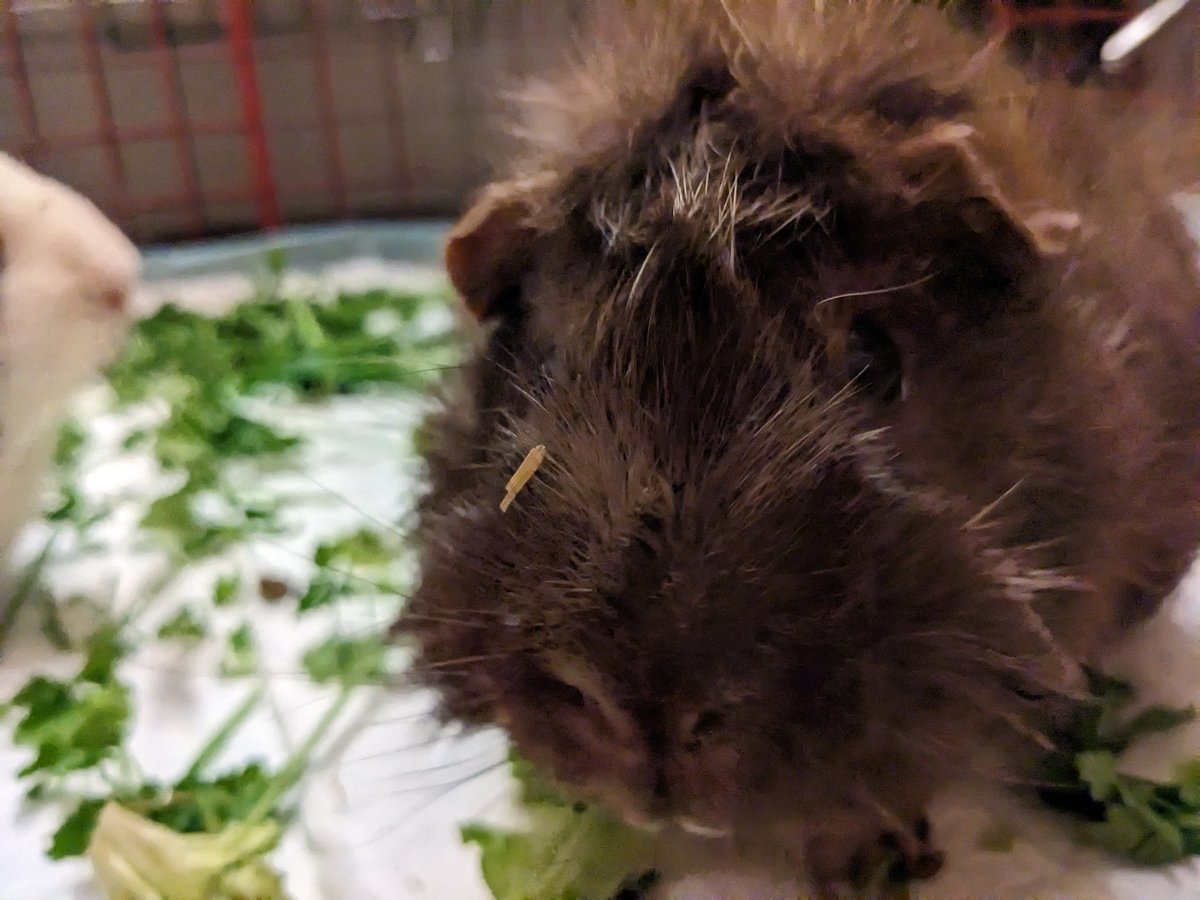 helen mclean 🍉 tweet media