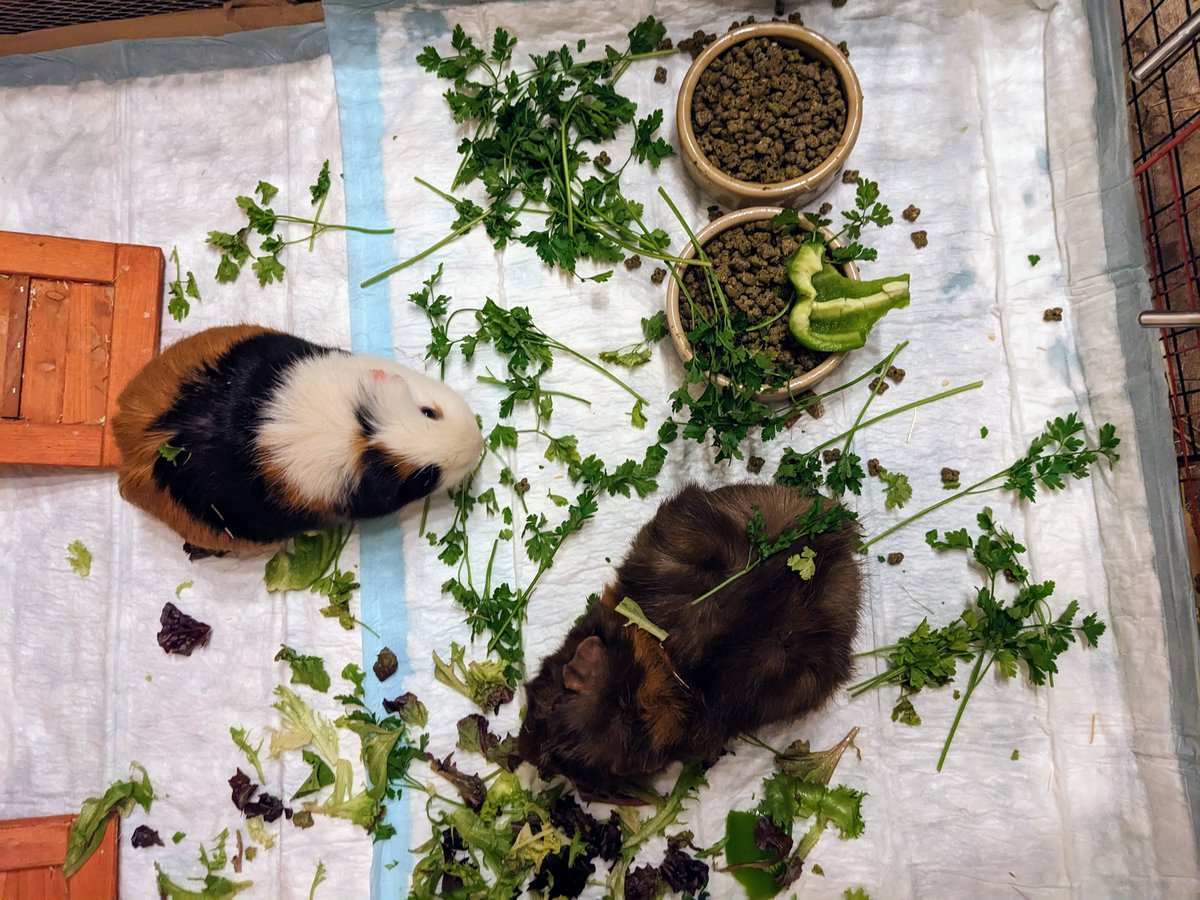 helen mclean 🍉 tweet media