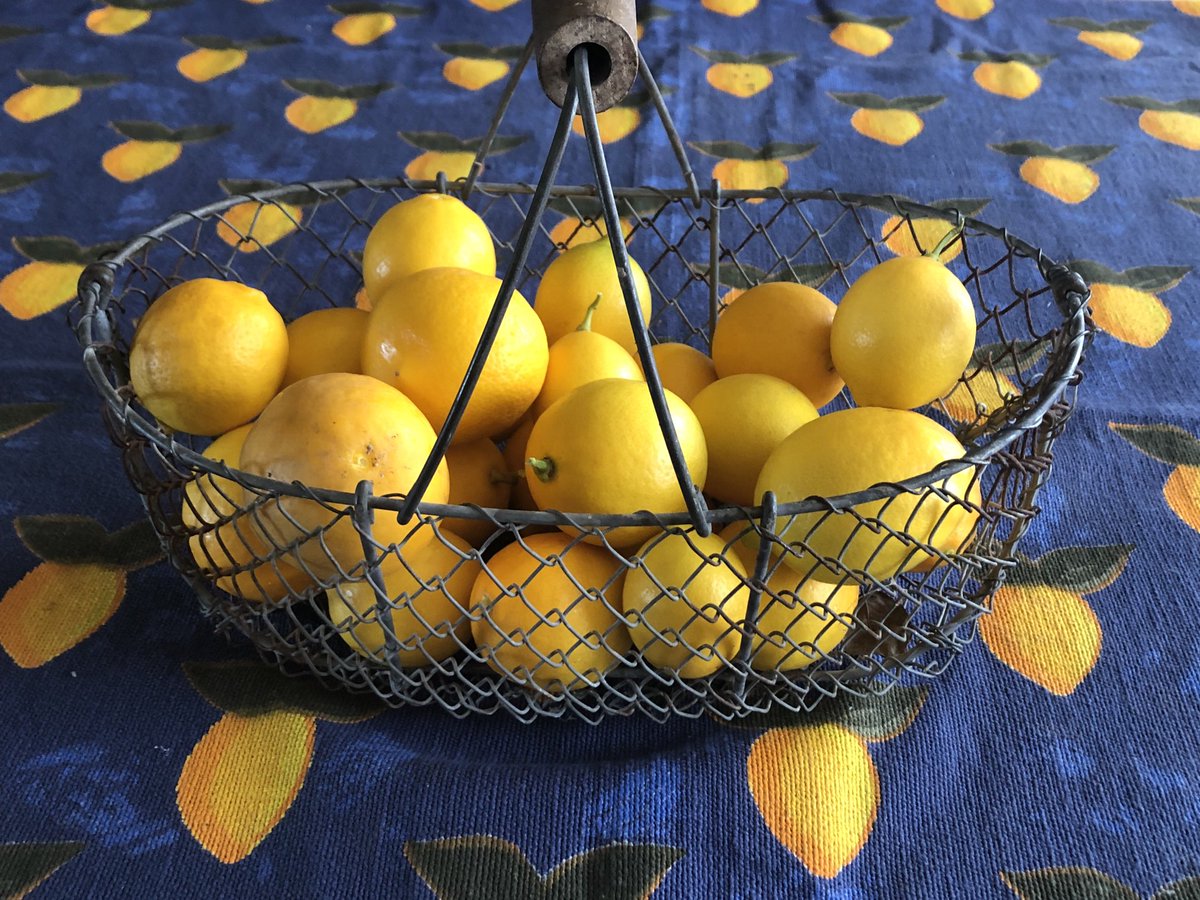 My lemon 🍋 tree is loaded - lemons are smaller this year - but juicy & flavorful.

#MeyerLemon