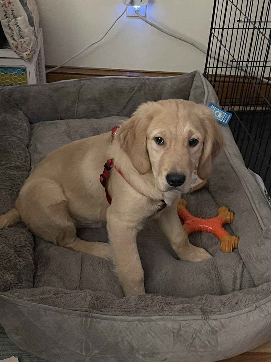 BigOzone's tweet image. In celebration of National Love Your Pet day, we welcome Fenway to our family. We adopted him this weekend. He is a 4-month old golden retriever. He loves playing, sleeping, chewing and of course the @RedSox