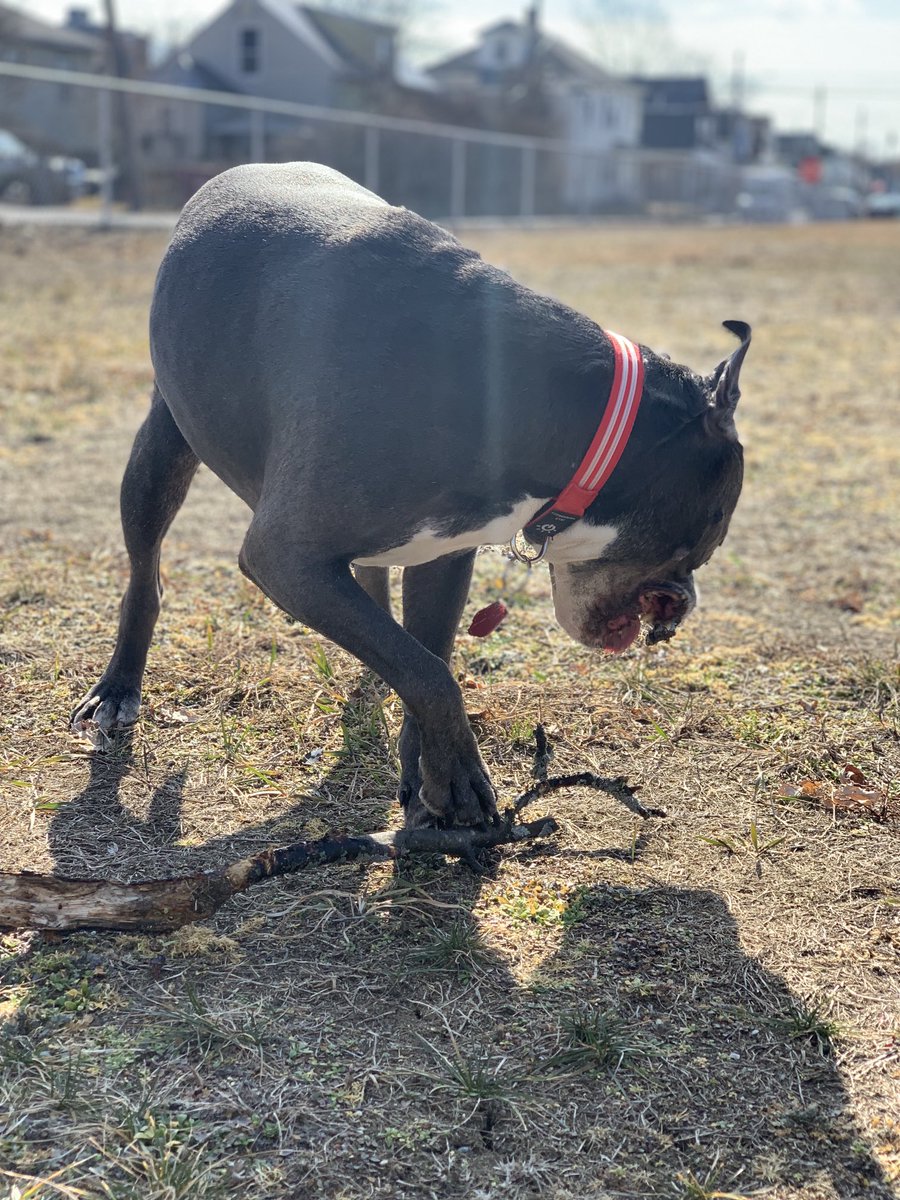 LiamFromLowell's tweet photo. Today feels like Spring and I found a cool stick! It’s a good day ☀️🐾 https://t.co/YZ3AEqVxSB