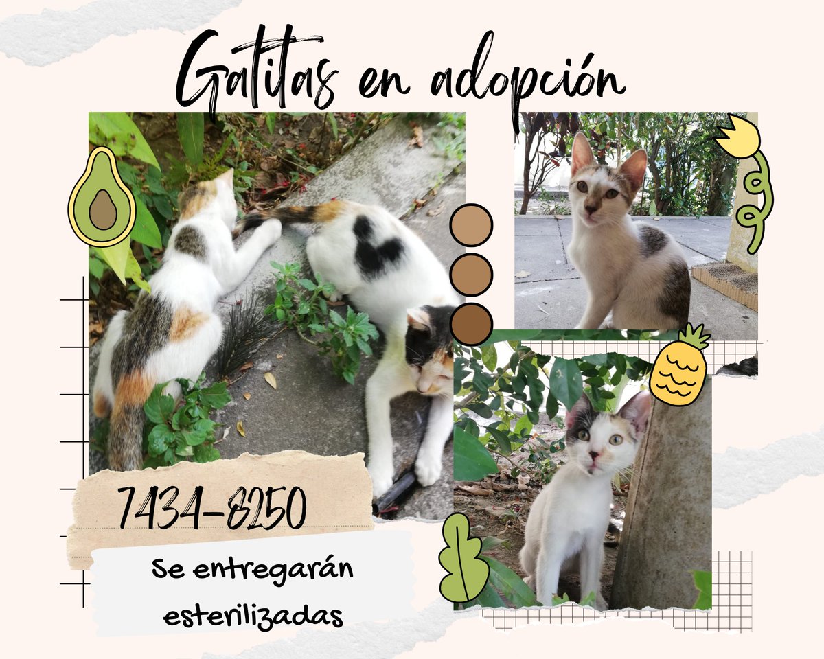 _Nayore's tweet photo. Hoy, en el primer día internacional del gato del año, les traigo dos bellezas que pueden formar parte de su familia 🤍💖

Ya están esterilizadas y son un amor, tienen casi 6 meses 

Por favor, su ayuda en compartir para que llegue a más gente y puedan ser adoptadas 🐈💖 https://t.co/vTf2iw9fEp