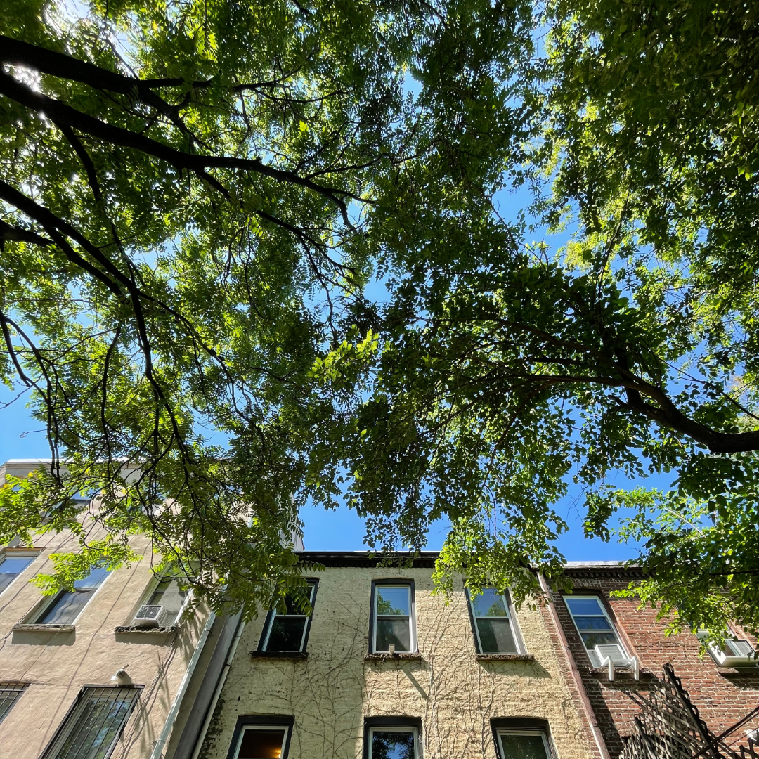 2022 Back Garden View (very lucky to have one in Brooklyn!) trying to work out how John Risk (the protagonist of my next book) can escape from an AI run oil refinery ... not as easy as it might seem! How do you find inspiration when stuck?
.
#NewYork #Garden #plotting #AuthorLife