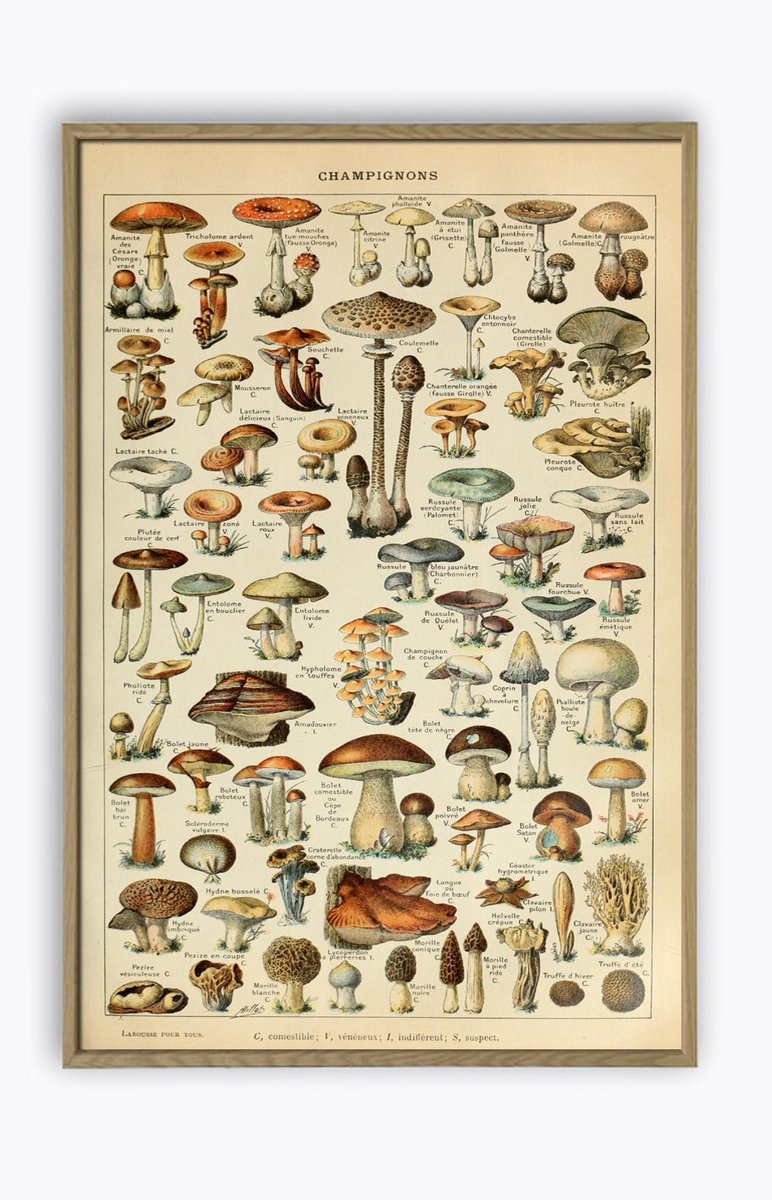 Mushrooms Kitchen Poster, Vintage Botanical Illustration Print etsy.me/3Sg81kb #beige #unframed #bedroom #plantstrees #vertical #mushroomsprint #kitchenposter #kitchenwalldecor #kitchenartprint