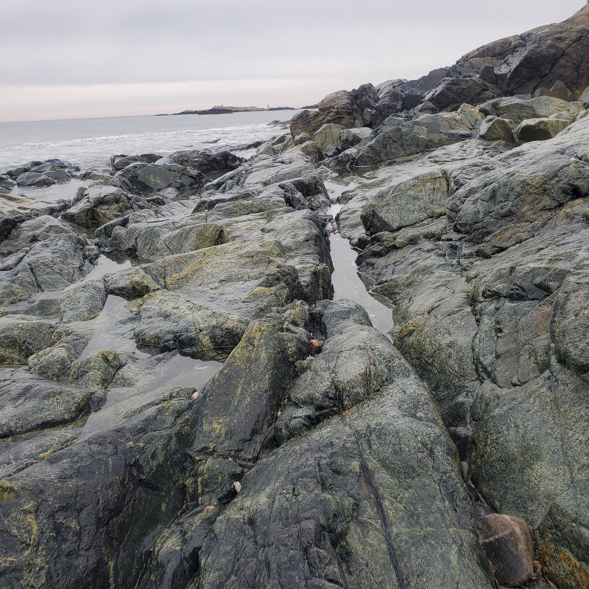 HFSYecology's tweet image. This is vacation week for many of our teachers and students. We hope everyone gets to spend some time wandering through nature, letting their minds roam far and wide!
#nature #NewEngland #febbreak