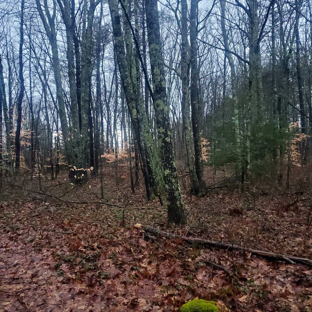 HFSYecology's tweet image. This is vacation week for many of our teachers and students. We hope everyone gets to spend some time wandering through nature, letting their minds roam far and wide!
#nature #NewEngland #febbreak
