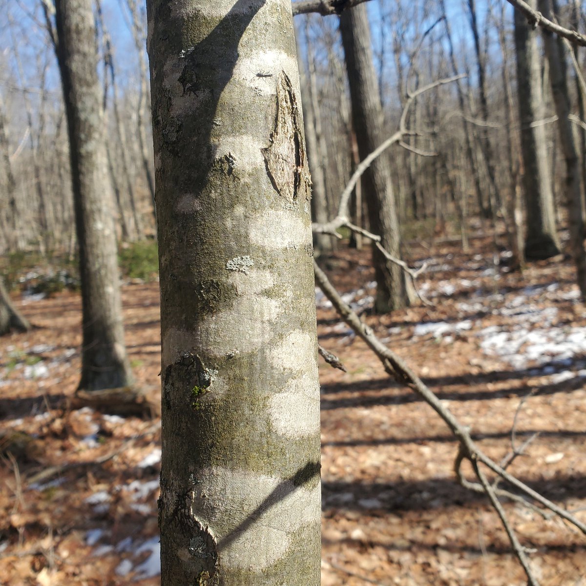 HFSYecology's tweet image. This is vacation week for many of our teachers and students. We hope everyone gets to spend some time wandering through nature, letting their minds roam far and wide!
#nature #NewEngland #febbreak