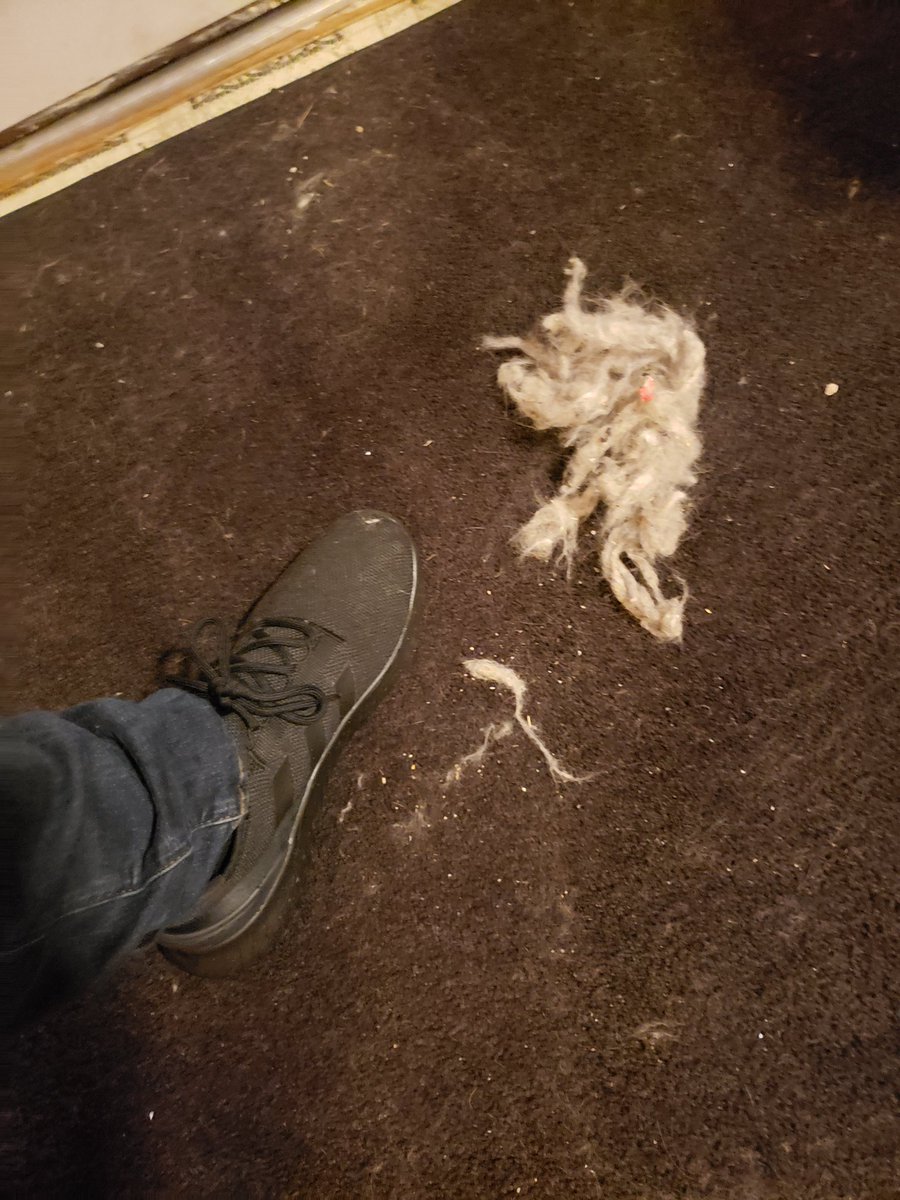 Yo.. my half Manecoon is literally the Husky of cats.i have to pull his hair out of my rugs WEEKLY 🤣