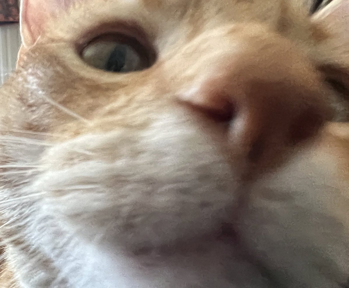 Valonia Nightingale Glaring Nightmare 🔞 on Twitter "RT JortsTheCat