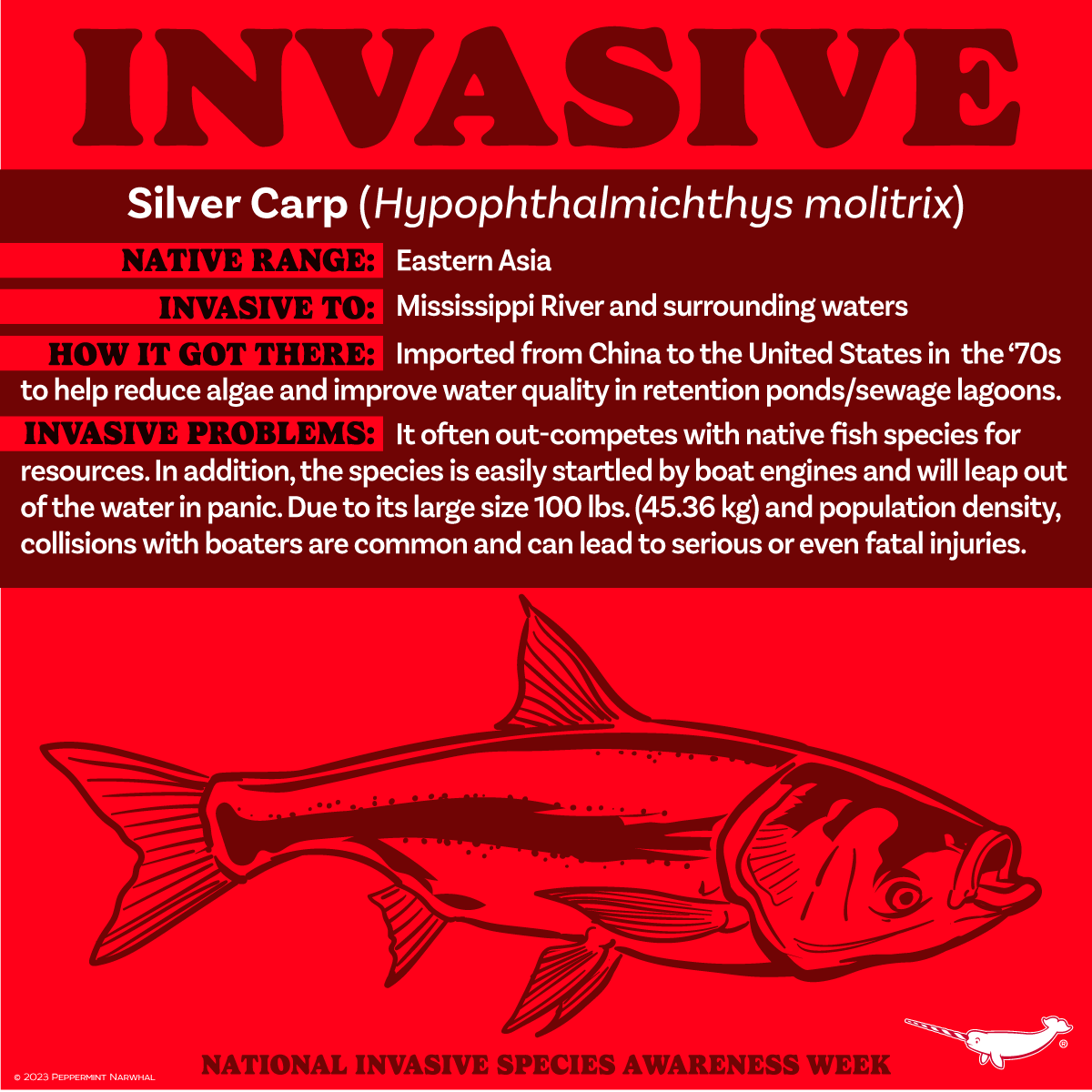 PepomintNarwhal's tweet photo. #NationalInvasiveSpeciesAwarenessWeek
#Invasive #SilverCarp
NEW! Common Barn Owl Enamel Pin - PRE-SALE
Shop now at https://t.co/gqm4S4eKqn
#invasiveSpecies https://t.co/iHm2ZhKWO5