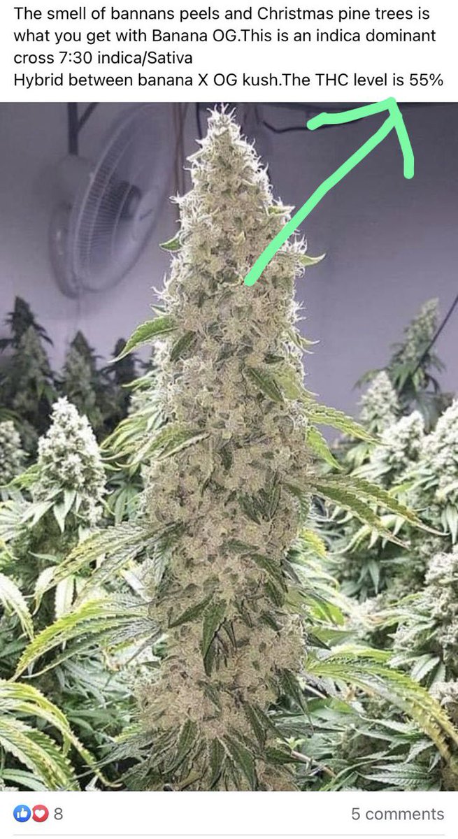 Nina Moo tweet media