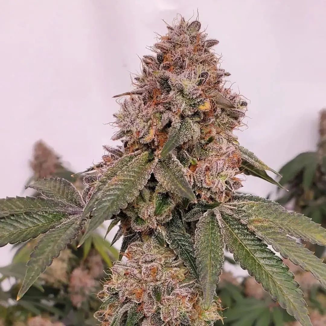 Rawdirect_'s tweet photo. It's a Moon Beams Monday! πππ¨πππ¨πππ¨ (Sunset Sherb X Zlushiez) a galaxy full of flavor to be found!
https://t.co/Gt3tkbVTaw seeds
https://t.co/irSaZkXwtX clones
#rawgenetics #fuelthejet #seeds #moonbeams #sunsetsherb #zlushiez #secretselections https://t.co/AKtGFTQHrc