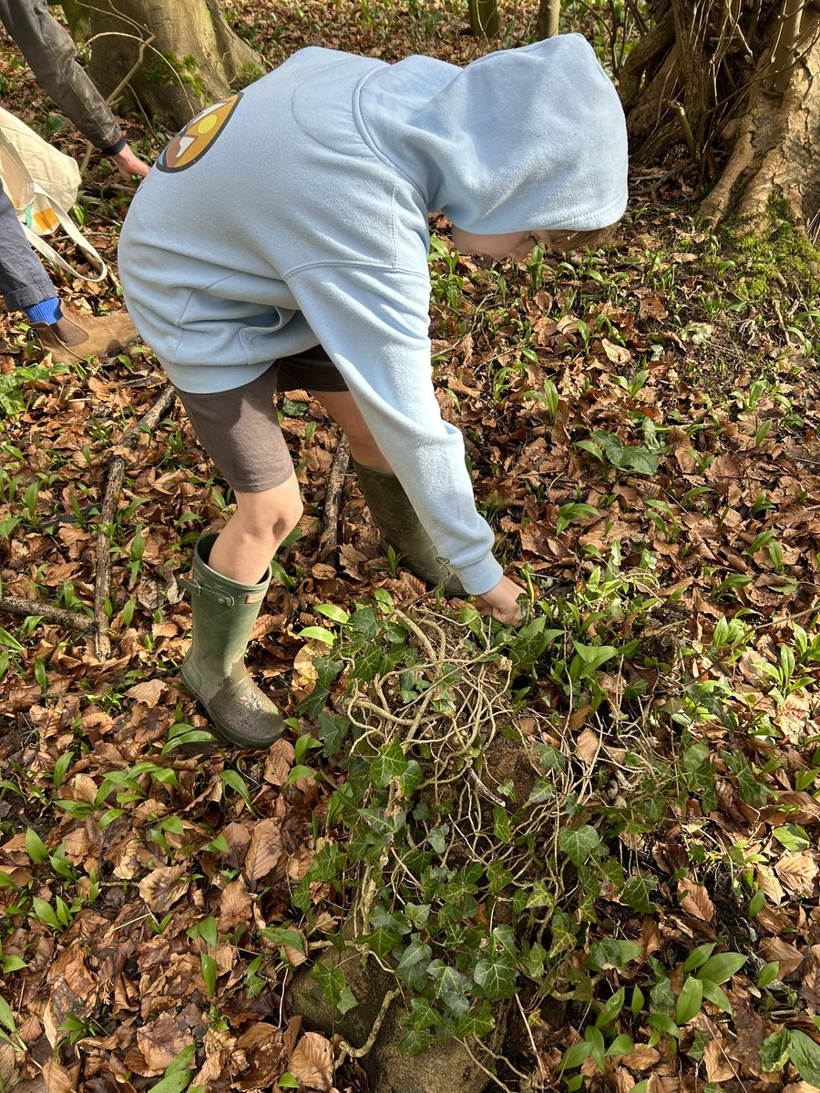 Hare & Hounds (@hare__hounds) on Twitter photo Spring is coming! Foraging with <a href="/maggiemay192/">maggie elsey-cox</a> for wild garlic today, getting the family involved #eatlocal #eatseasonal #foraging #wildfood #welshspring #springiscoming Spring is coming! Foraging with <a href="/maggiemay192/">maggie elsey-cox</a> for wild garlic today, getting the family involved #eatlocal #eatseasonal #foraging #wildfood #welshspring #springiscoming