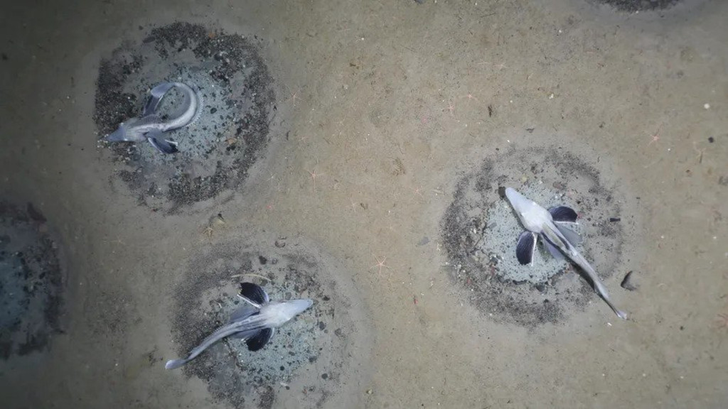 Unobtainium (@unobtainableium) on Twitter photo Jonah's icefish nests in the Antarctic Weddell Sea <a href="/Goegginger/">Gögginger</a> <a href="/Bavarinator/">Bavarinator</a> @AlemanEnBaja <a href="/PuroTom/">Tom Pure! Questions? 🇩🇪 🇲🇽🇪🇺 🇺🇦</a> <a href="/Bajapreneur/">Bajapreneur</a> Jonah's icefish nests in the Antarctic Weddell Sea <a href="/Goegginger/">Gögginger</a> <a href="/Bavarinator/">Bavarinator</a> @AlemanEnBaja <a href="/PuroTom/">Tom Pure! Questions? 🇩🇪 🇲🇽🇪🇺 🇺🇦</a> <a href="/Bajapreneur/">Bajapreneur</a>