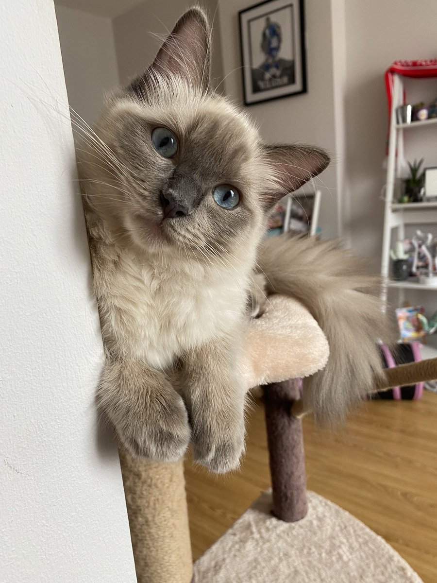 jade0208's tweet photo. @OfficialPLT Willow 😊#PLTpetday https://t.co/HtpM8jWqRI